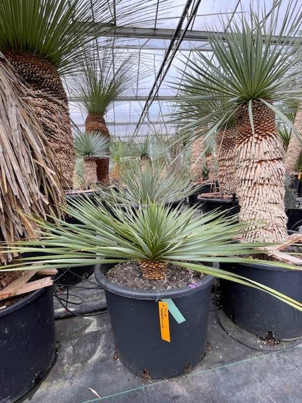 Yucca thompsoniana