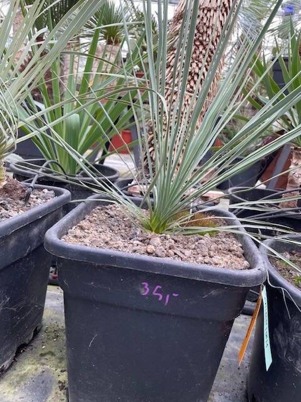 Yucca thompsoniana