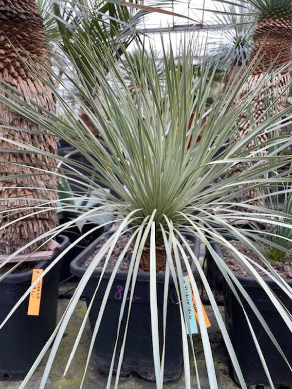 Yucca thompsoniana