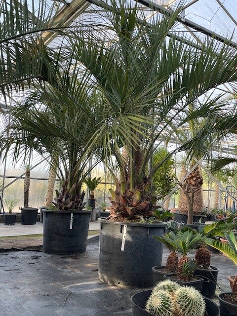 butia capitata