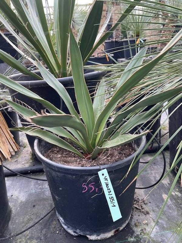 Yucca faxoniana