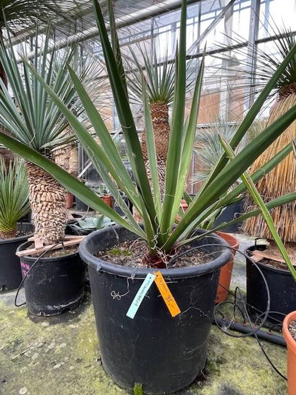 Yucca faxoniana
