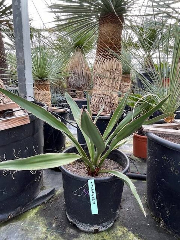 Yucca faxoniana