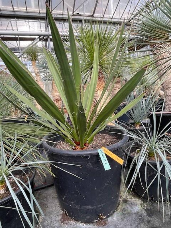 Yucca faxoniana
