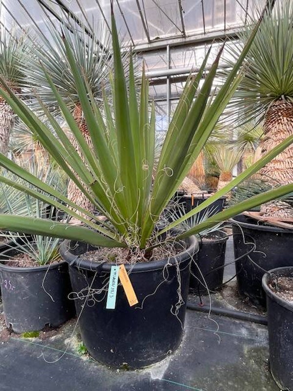 Yucca faxoniana