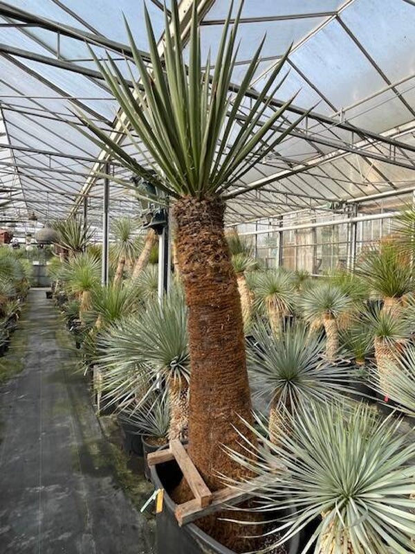Yucca faxoniana