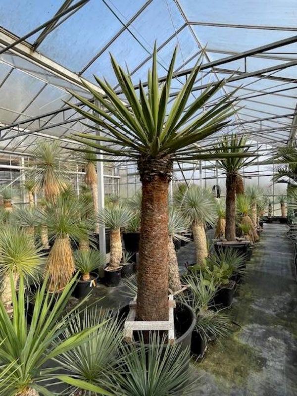 Yucca faxoniana