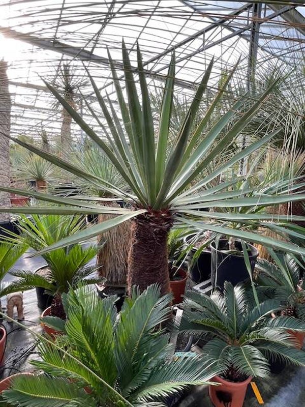 Yucca faxoniana