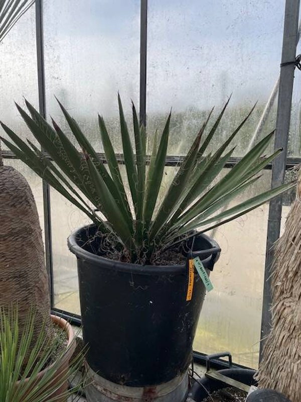 Yucca faxoniana