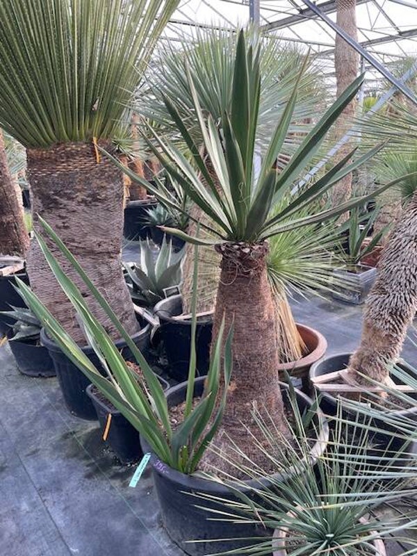 Yucca faxoniana
