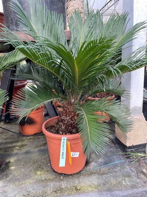 Cycas Revoluta