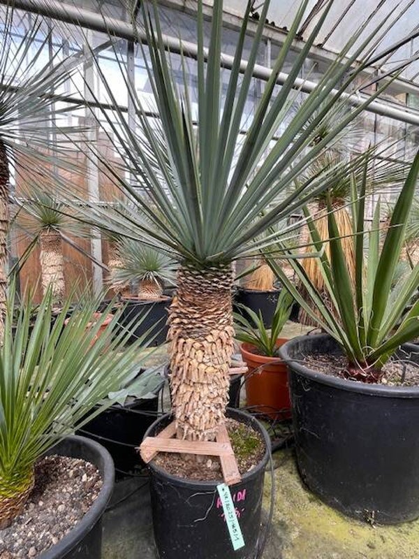 Yucca rigida