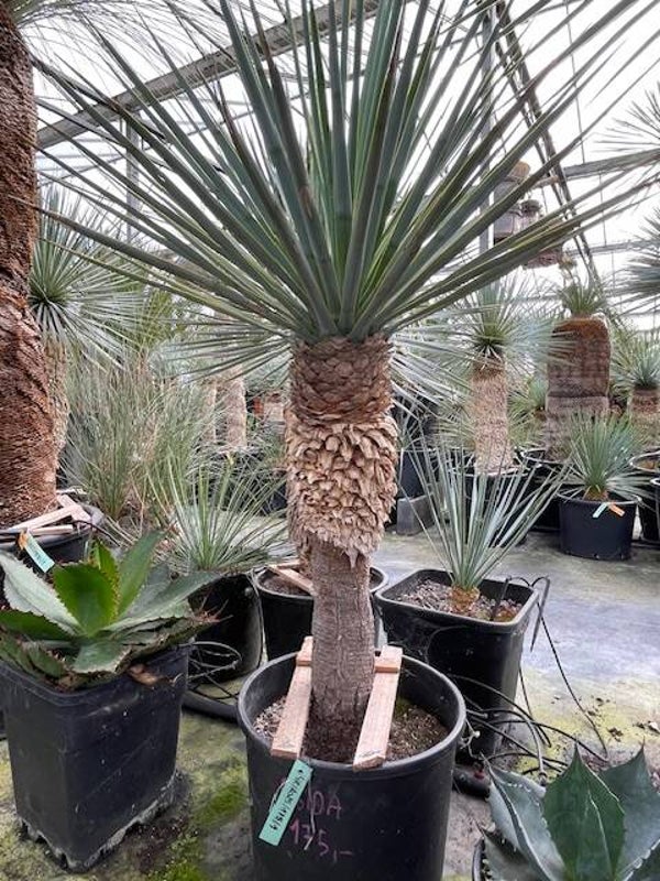 Yucca rigida