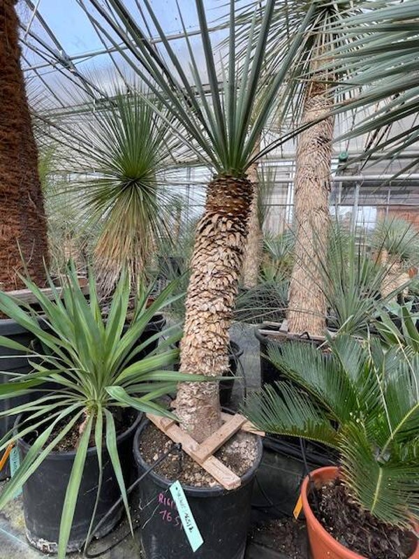 Yucca rigida