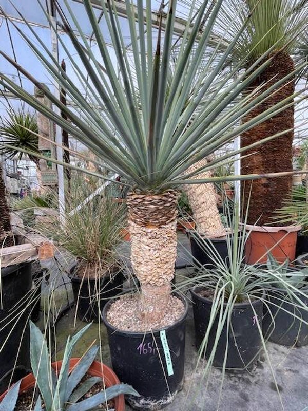 Yucca rigida