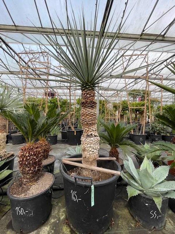 Yucca rigida