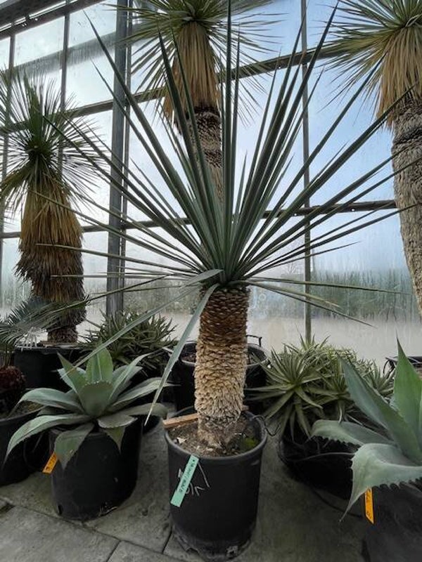 Yucca rigida