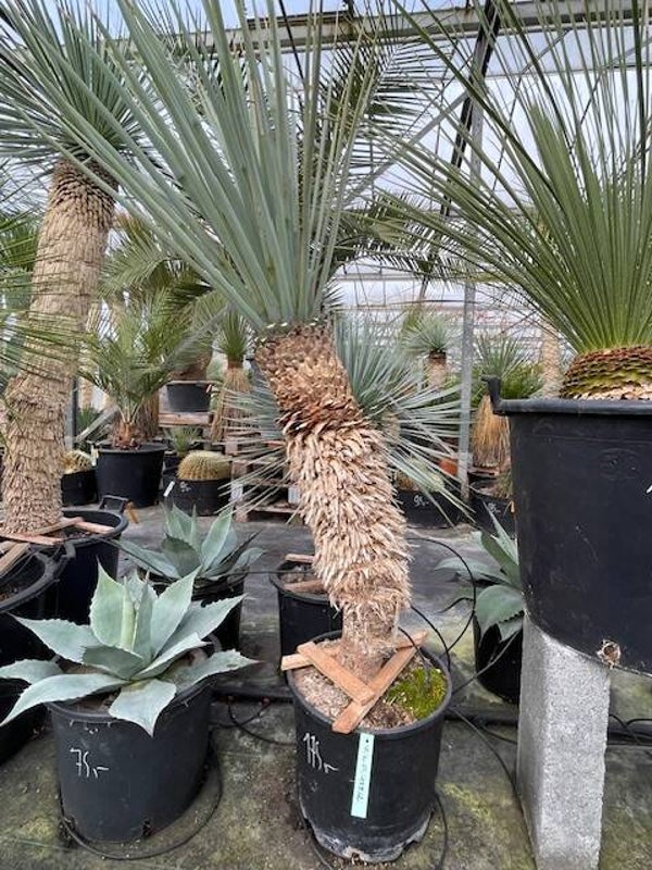 Yucca rigida