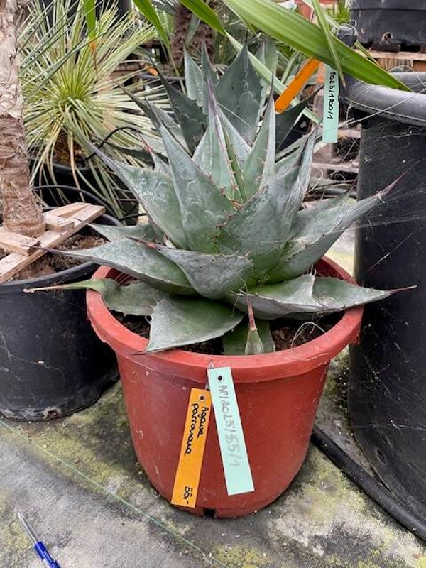 Agave parrasana