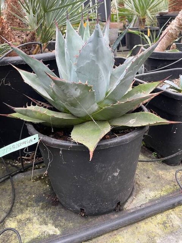 Agave parrasana