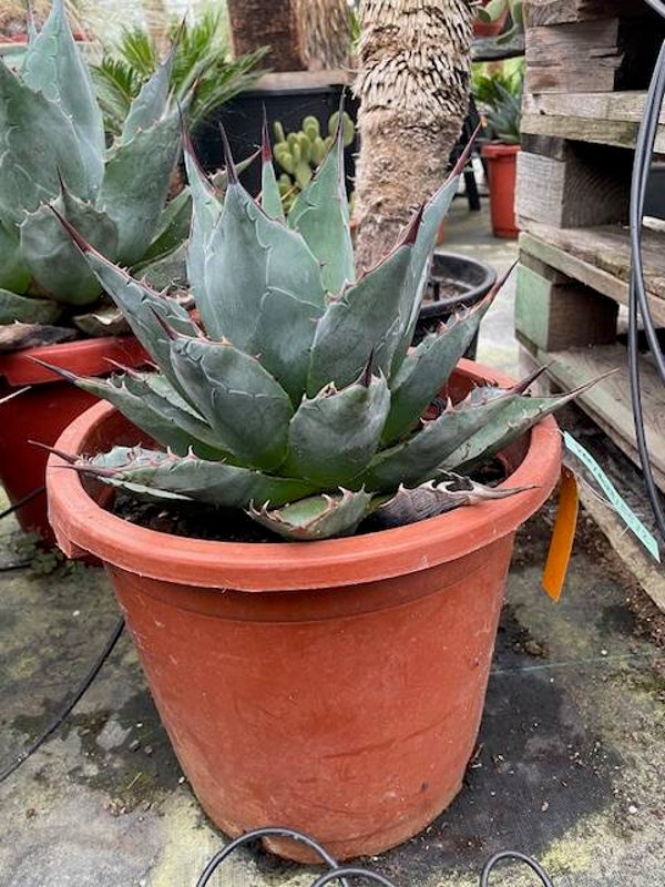 Agave parrasana