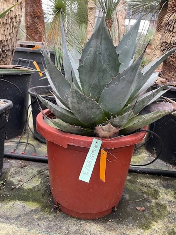Agave parrasana