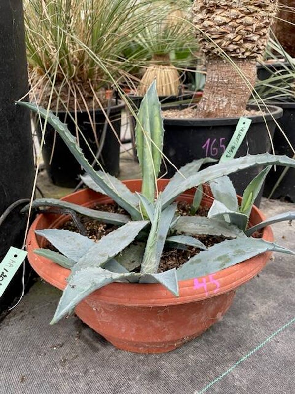 Agave americana