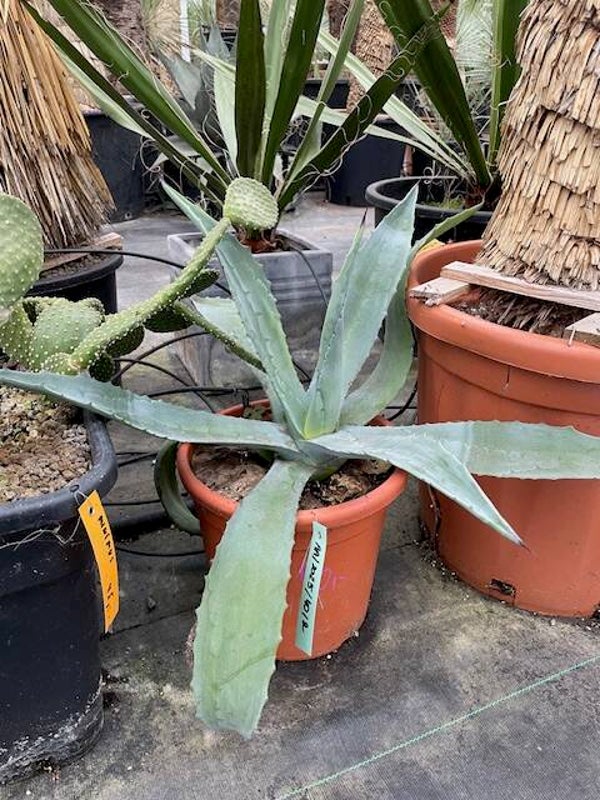 Agave americana