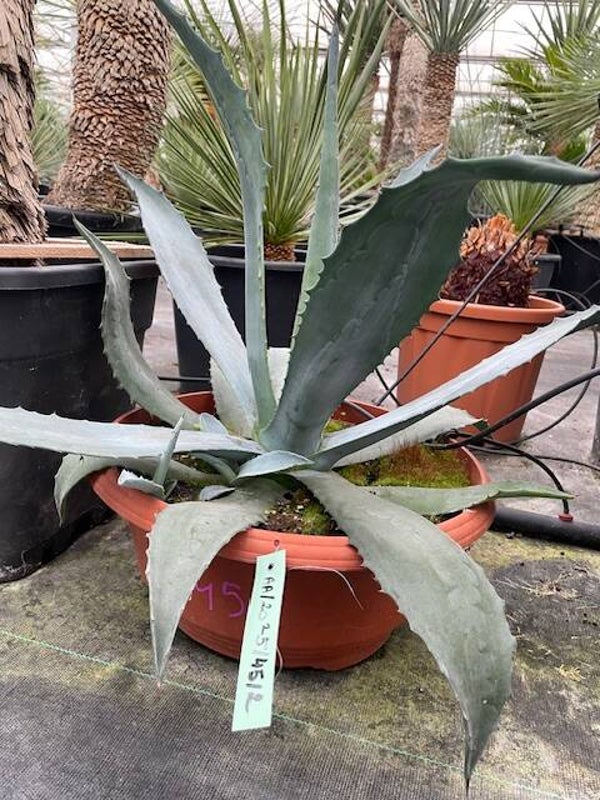 Agave americana
