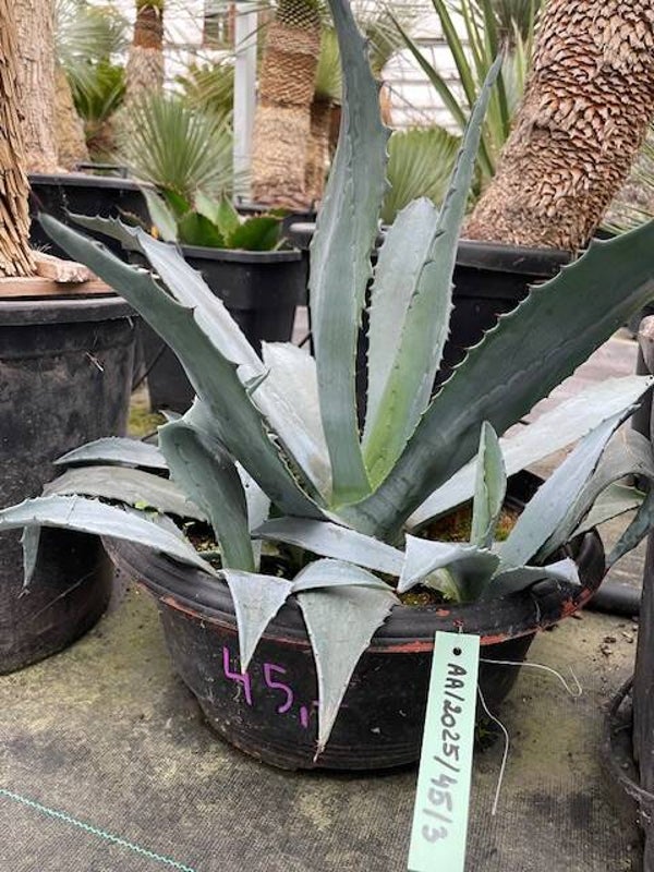 Agave americana