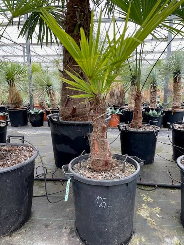 Trachycarpus fortunei