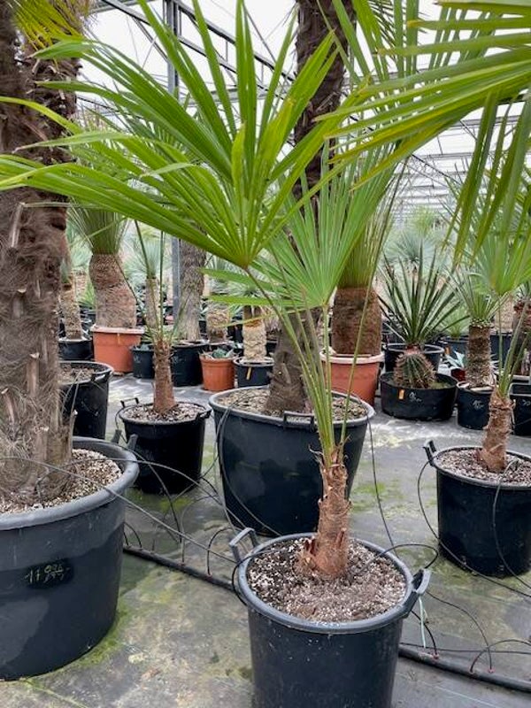 Trachycarpus fortunei