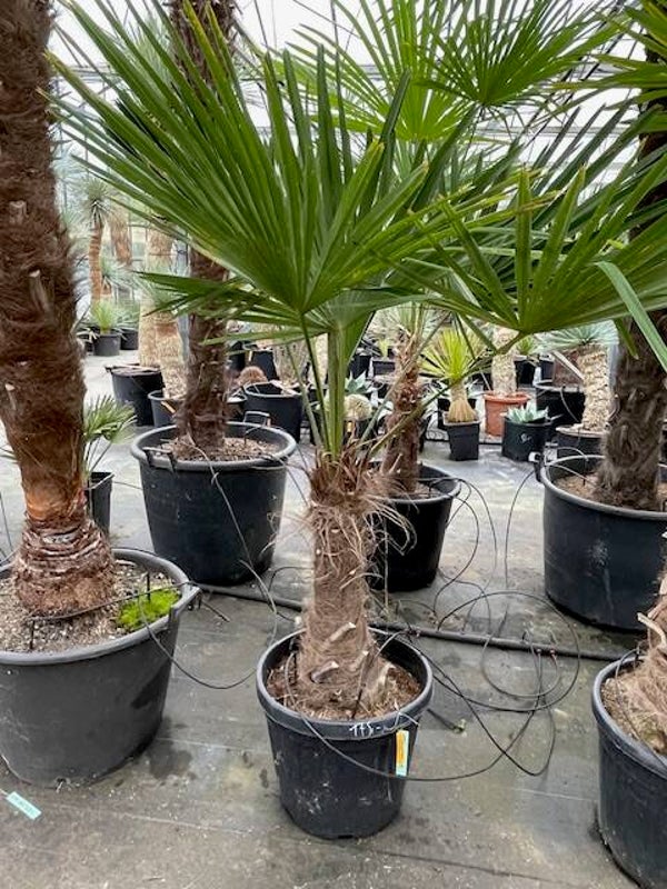 Trachycarpus fortunei