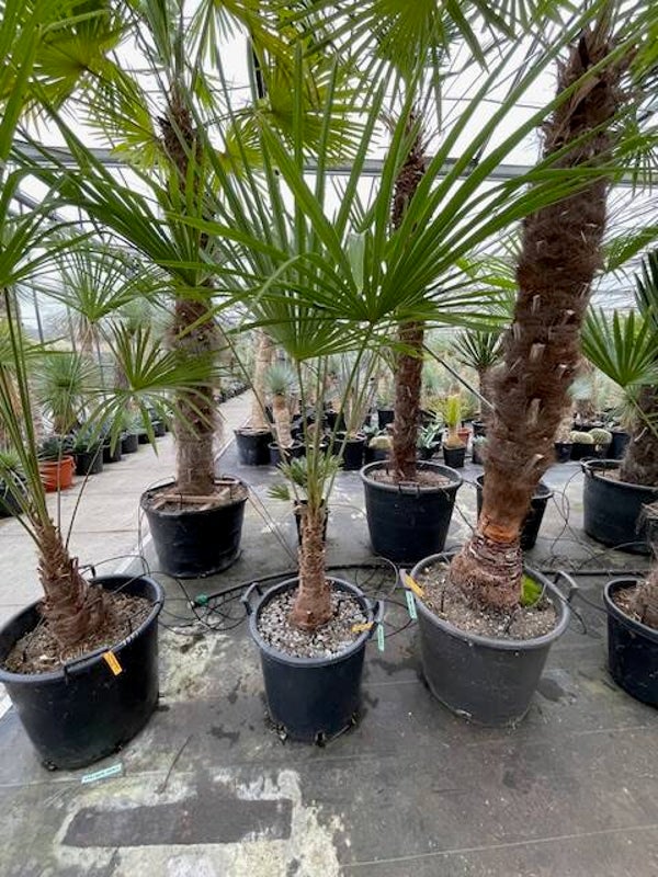 Trachycarpus fortunei