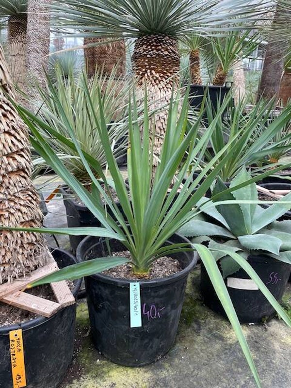 Yucca gloriosa