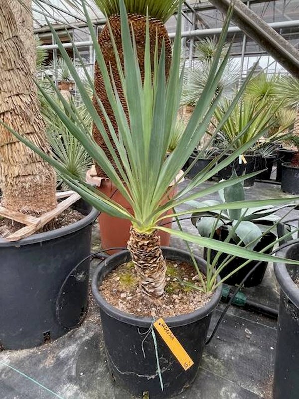 Yucca gloriosa