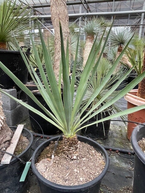 Yucca gloriosa