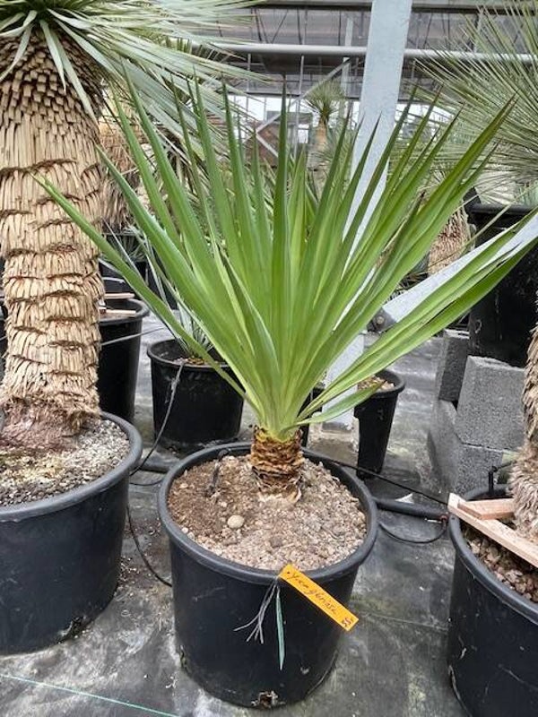 Yucca gloriosa
