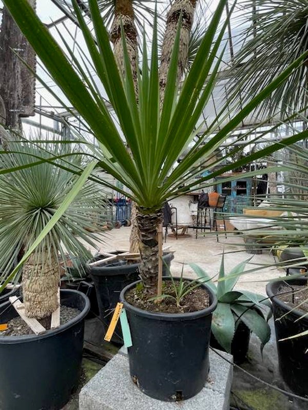 Yucca gloriosa