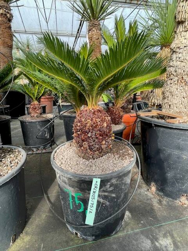 Cycas Revoluta