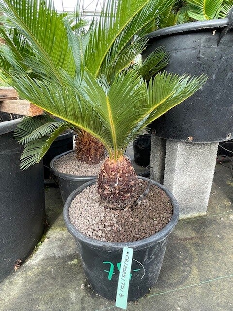 Cycas Revoluta