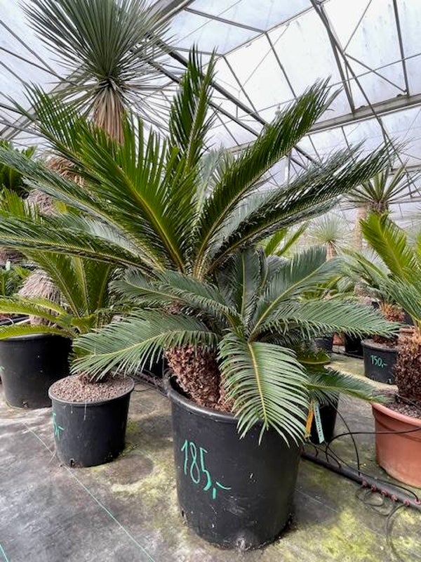 Cycas Revoluta