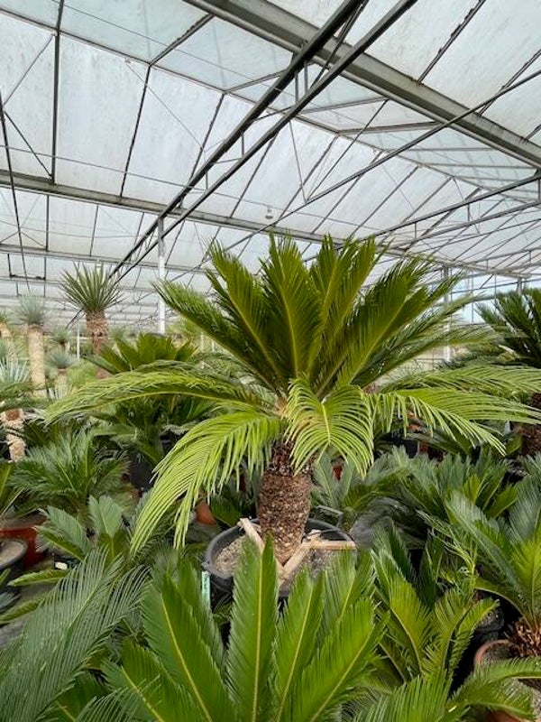 Cycas Revoluta