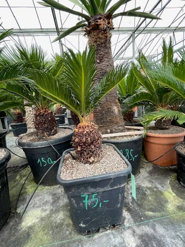 Cycas Revoluta