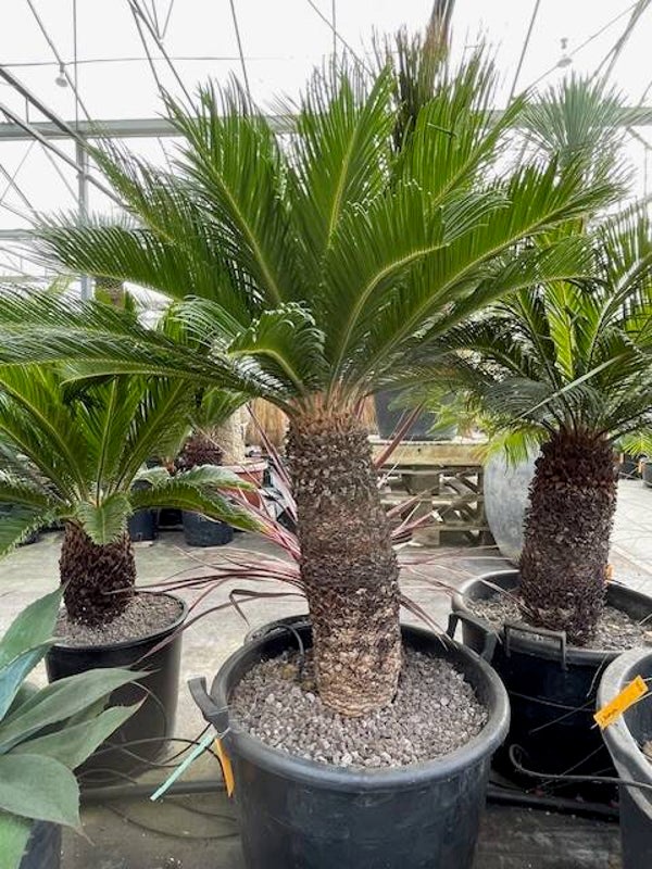 Cycas Revoluta
