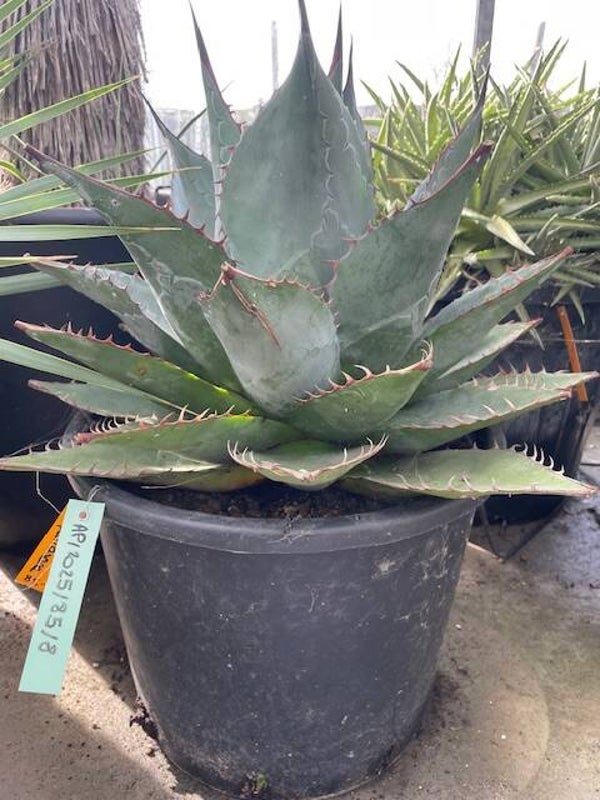 Agave parrasana