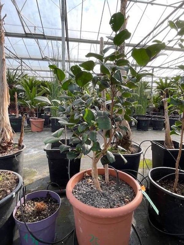 Camelia japonica (Japanse roos) - Lady Campbell