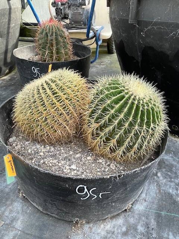 Echinocactus grusonii