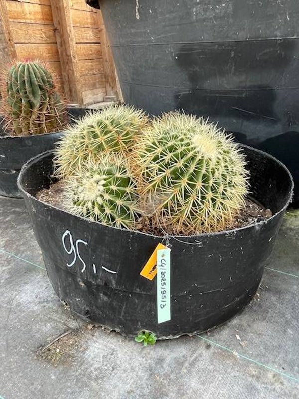 Echinocactus grusonii