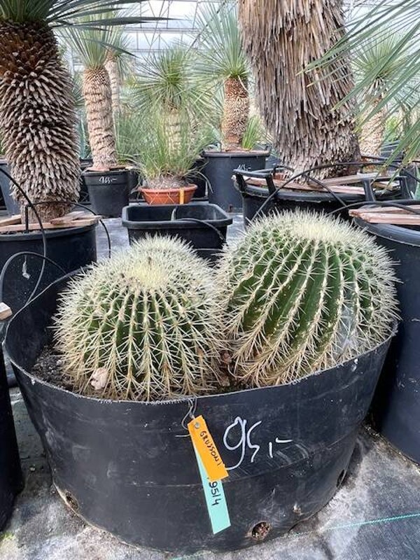 Echinocactus grusonii